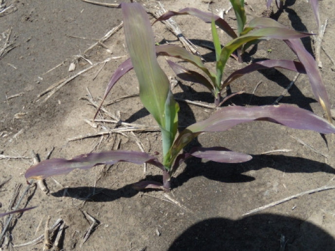 corn nutrient1png